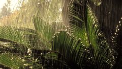 Nature rain jungle forests