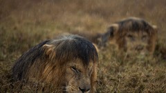 Nature rain Lions national geographic wild animals Serengeti