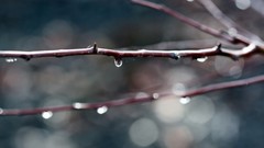 Nature rain macro