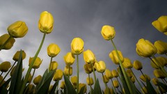 Nature rain tulips yellow flowers