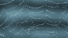 Nature rain web spider