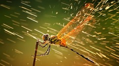 Nature rain wings national geographic bugs Dragonflies