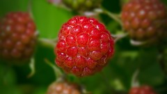 Nature raspberries