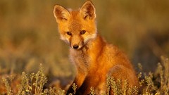 Nature red Animals baby