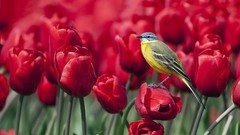 Nature red Birds tulips Wagtails