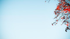 Nature red branches blue skies