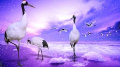 Nature red China Japan Cranes