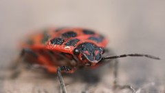 Nature red cotton Bug