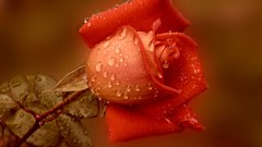 Nature red dew roses