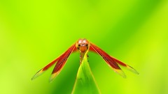 Nature red dragonfly