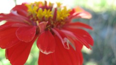 Nature red Flowers macro