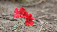 Nature red Flowers outdoors