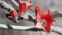 Nature red flowers selective coloring