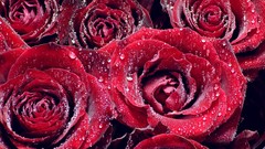 Nature red Flowers water