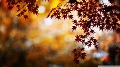 Nature red foliage bokeh