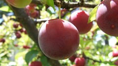 Nature red fruits plums