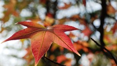 Nature red light glowing