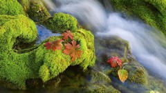 Nature red moss rivers fallen leaves