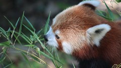 Nature red pandas