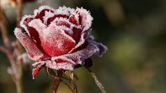 Nature red roses frost depth of field