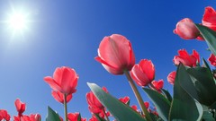 Nature red tulips Ohio