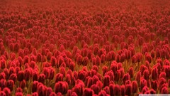 Nature red tulips red flowers
