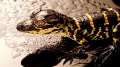 Nature reptile Reptiles