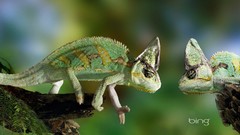 Nature Reptiles chameleons