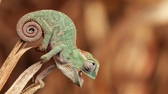 Nature Reptiles chameleons HDR Photography baby animals