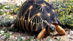 Nature Reptiles tortoises