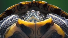 Nature Reptiles turtles