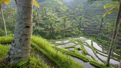 Nature ricefields