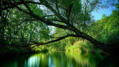 nature river Trees water landscape