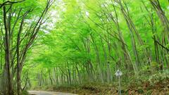 Nature road through forest