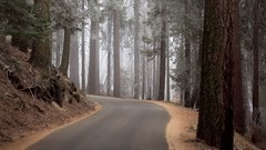 Nature roads forests