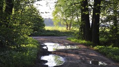Nature roads forests