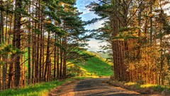 Nature roads paths forests