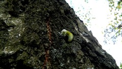 Nature rock insects caterpillars