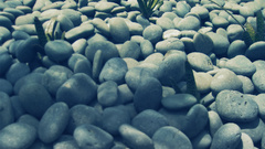 Nature rocks stones Plants