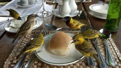 Nature rolls national geographic Uganda weaver birds