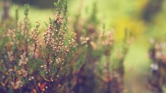 Nature room heather