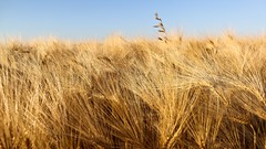 Nature room summer mac