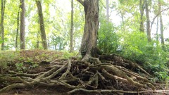 Nature roots tree trunk