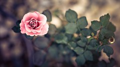 Nature roses