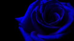 Nature roses blue flowers