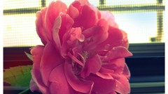 Nature roses colors natural Redrose