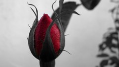 Nature roses red rose