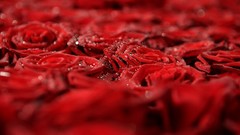 Nature roses red rose red flowers