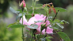 Nature roses smART Fotografie