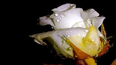 Nature roses white flowers